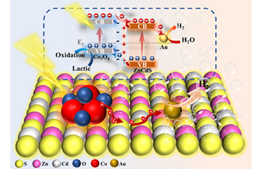 Design and fabrication of ternary Au/Co3O4/ZnCdS spherical composite photocatalyst for facilitating efficient photocatalytic hydrogen production 2024.100472